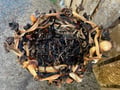 Large mixed Kelp Basket - Detail view