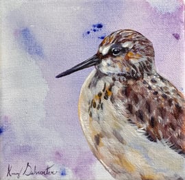 Amy Schroeter - Sandpiper V