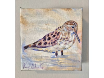 Welcome Amy Schroeter's Bird Portraits