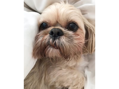Gizmo Original Photo