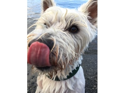 Lucky Original Photo