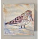 Welcome Amy Schroeter's Bird Portraits
