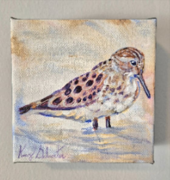 Welcome Amy Schroeter's Bird Portraits